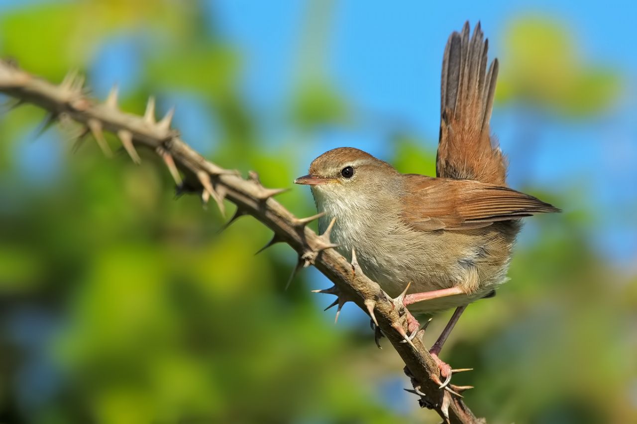 Usignolo di fiume (Cettia cetti)